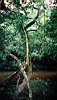 48-jungle, balade aux chutes, arbre plus que centenaire.JPG